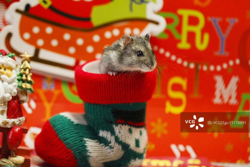 准噶尔仓鼠图片素材