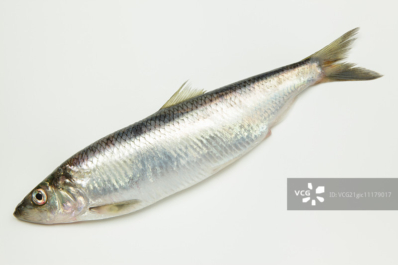太平洋鲱鱼图片素材