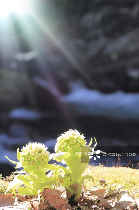 蜂斗菜嫩芽图片素材
