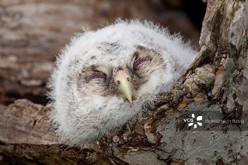 猫头鹰图片素材