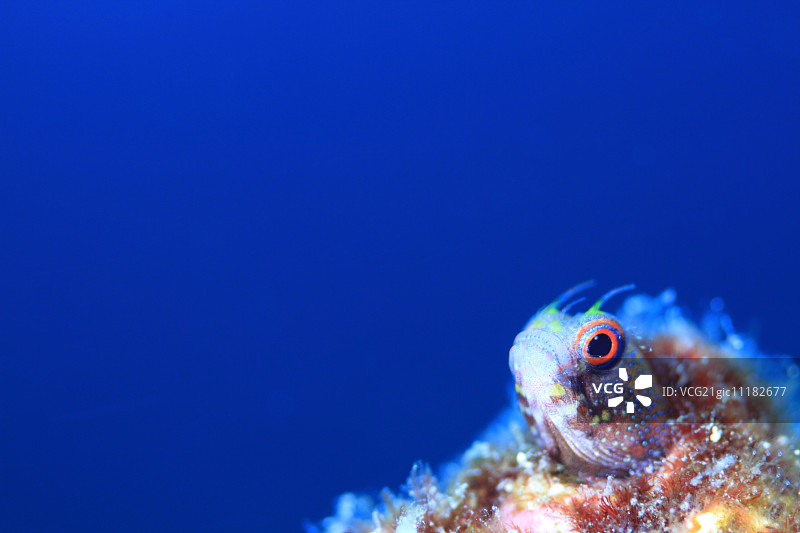 珊瑚礁图片素材