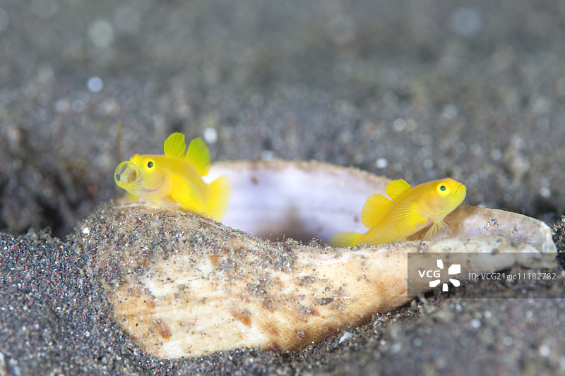 虾虎鱼图片素材