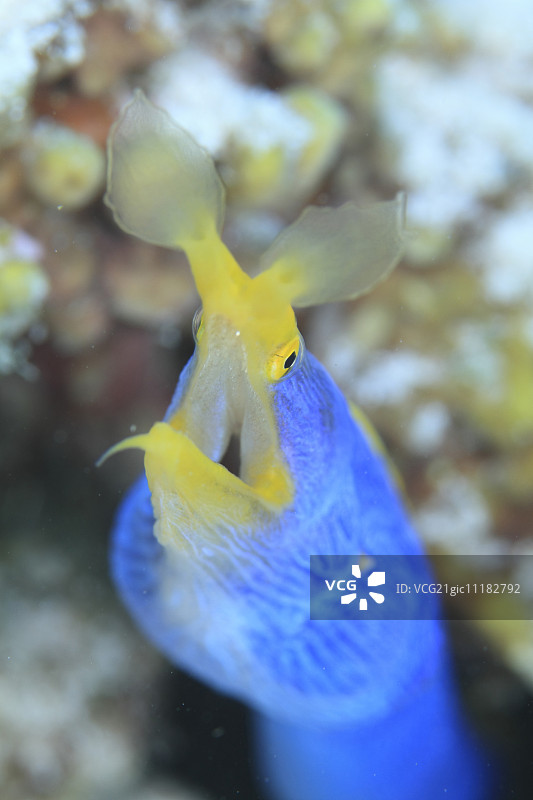 珊瑚礁图片素材