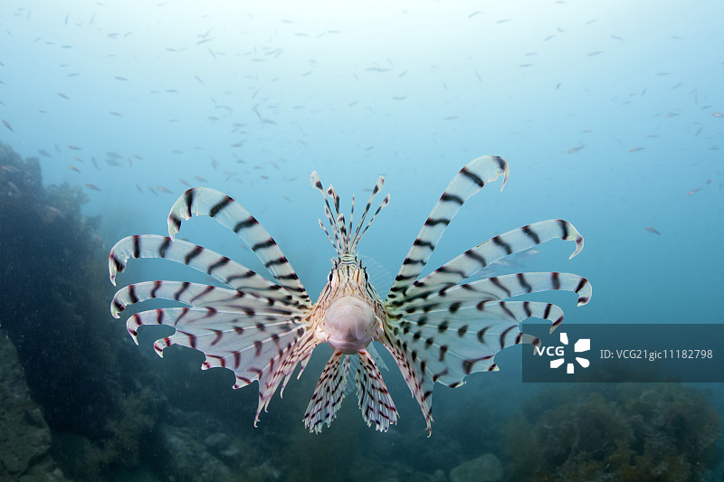 狮子鱼图片素材