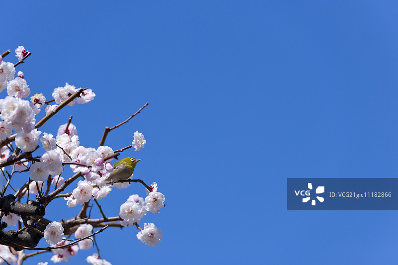 白眼鸟图片素材