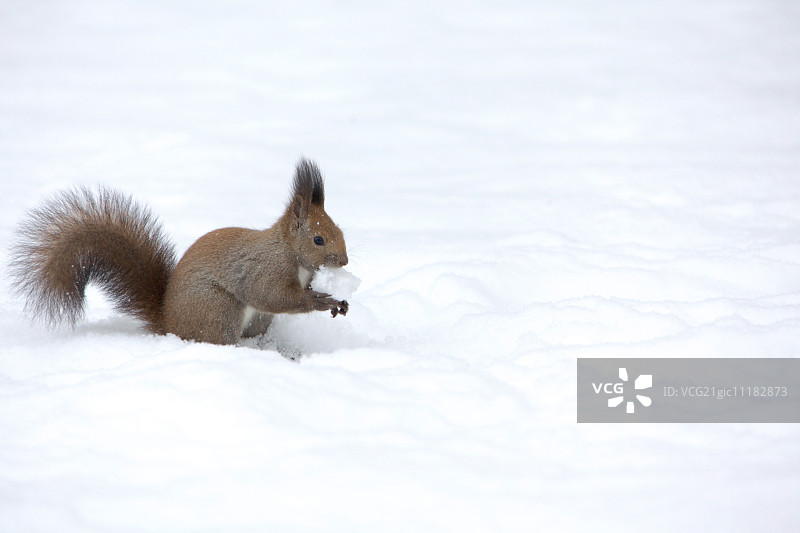 松鼠图片素材