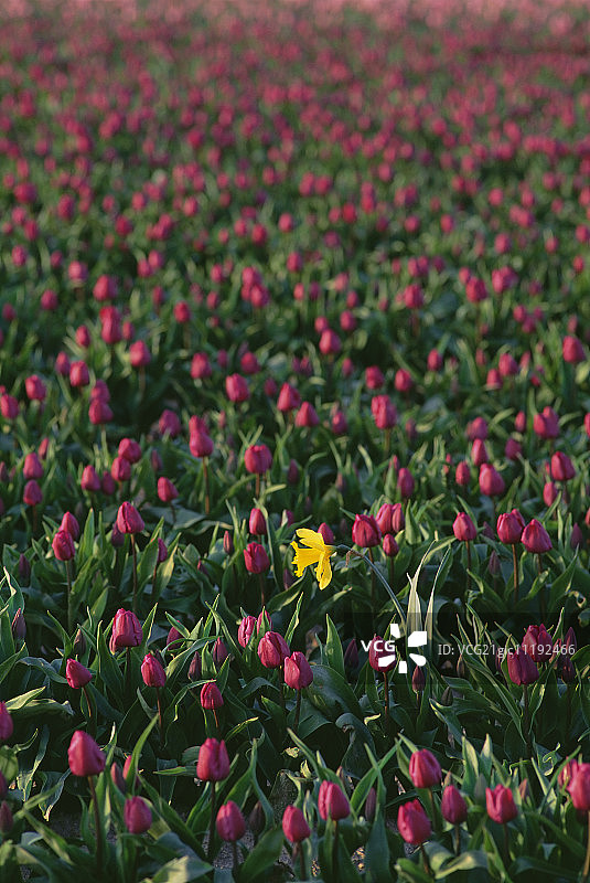 红色郁金香花田，一株黄色水仙图片素材
