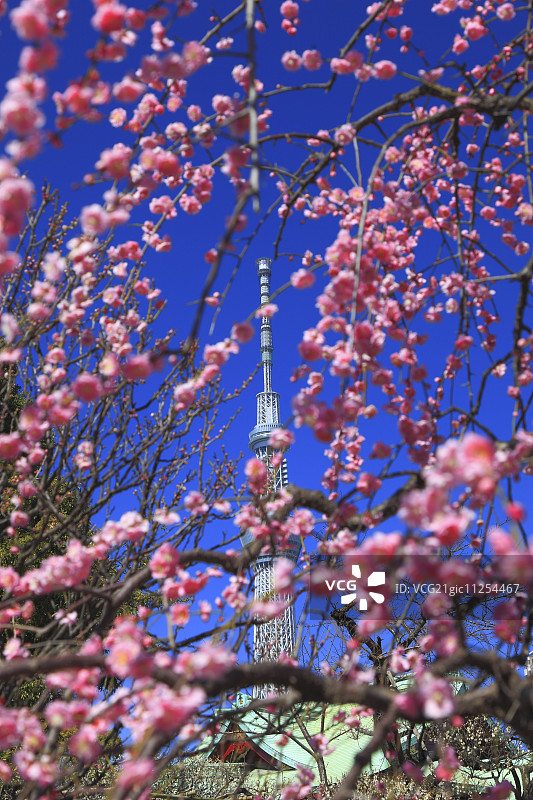 东京天空树图片素材