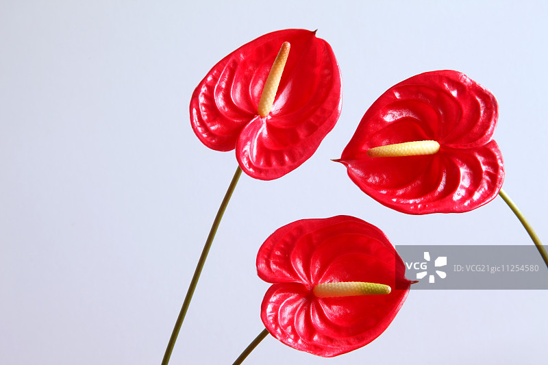 花朵特写图片素材