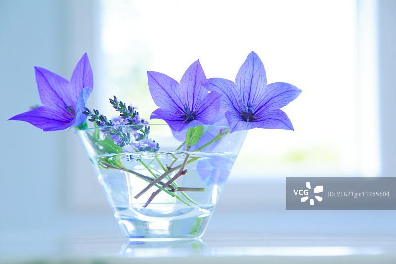 花瓶中的花图片素材