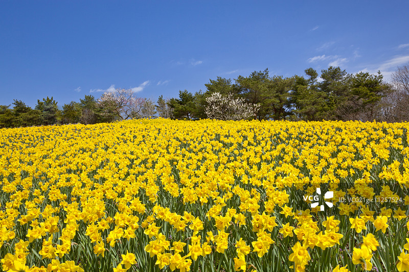 花园与天空图片素材