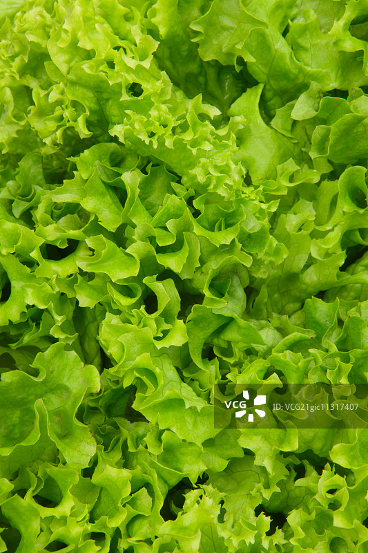 生菜图片素材