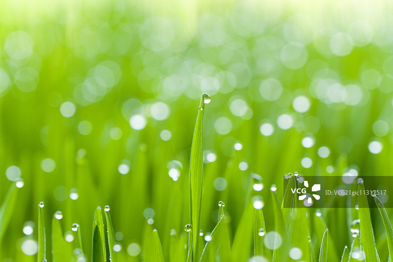 绿叶上的清晨露珠图片素材