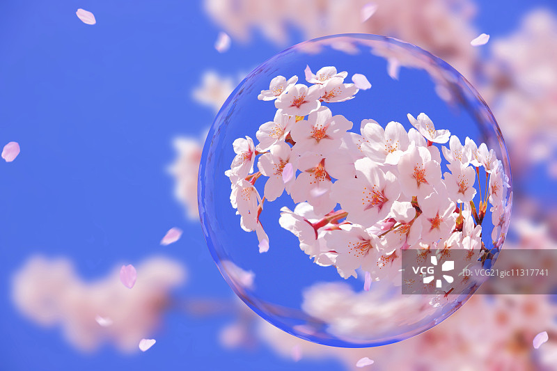 玻璃地球仪和樱花图片素材