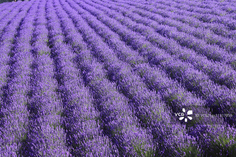 北海道,日本图片素材