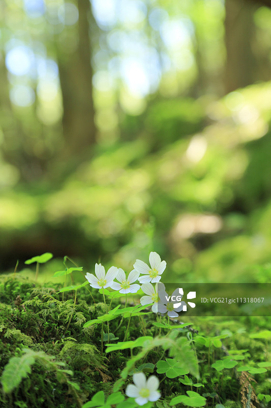 酢浆草图片素材