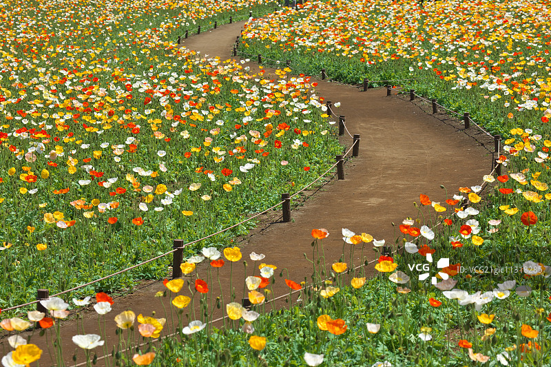 罂粟花田图片素材