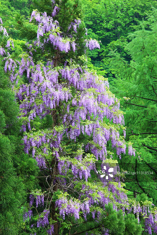 日本长野Prefecture,图片素材