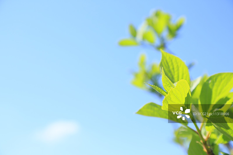 绿色的树叶图片素材