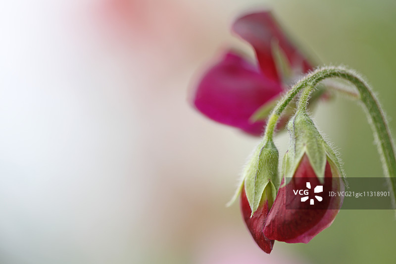 香豌豆花图片素材