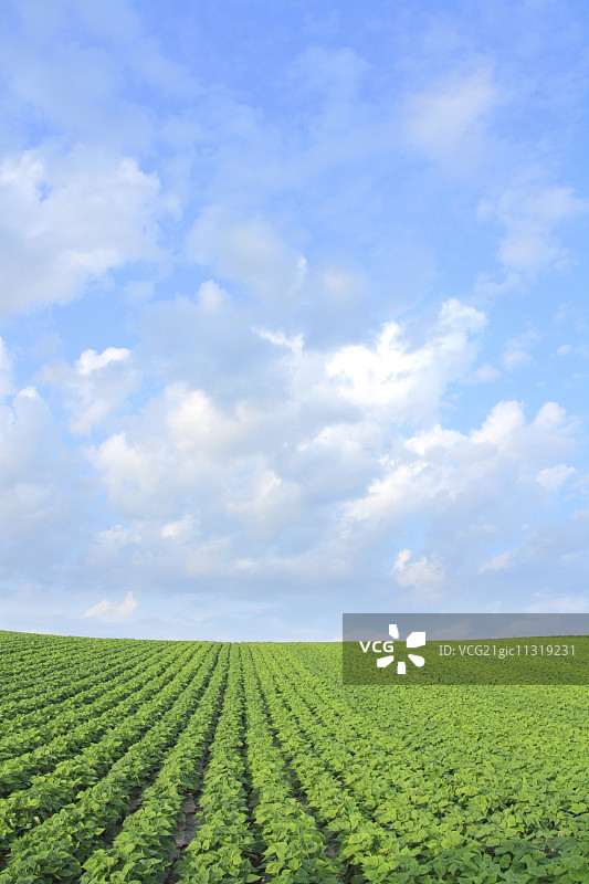 北海道,日本图片素材