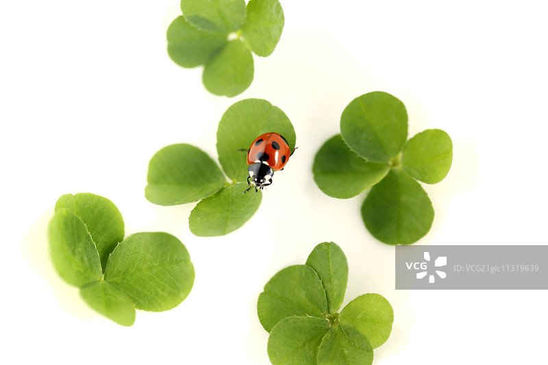 三叶草上的瓢虫图片素材