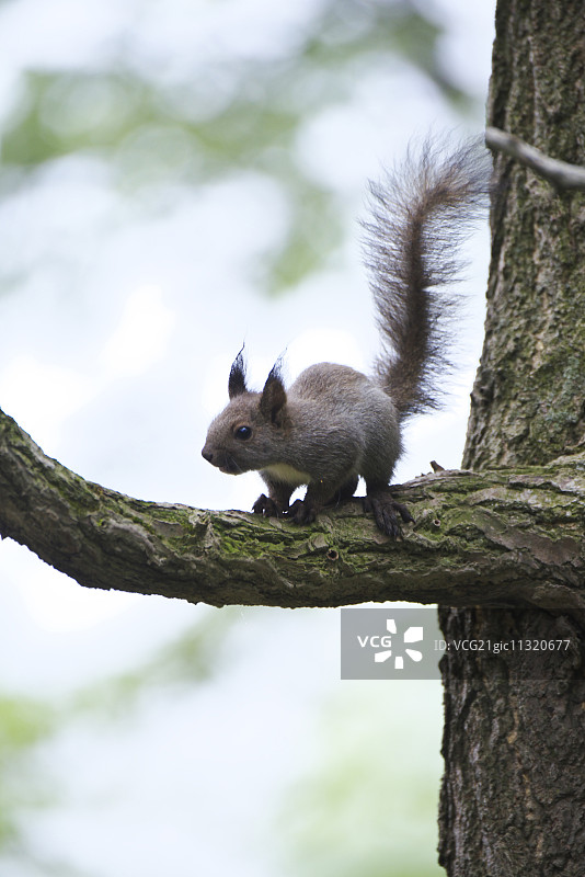 北海道松鼠图片素材