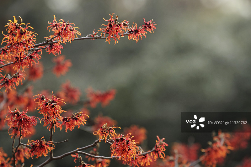 日本金缕梅图片素材