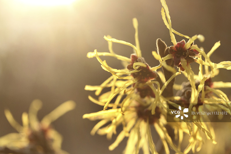 日本金缕梅图片素材