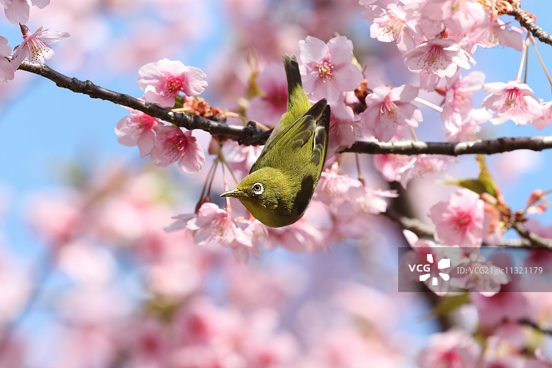 白眼鸟图片素材