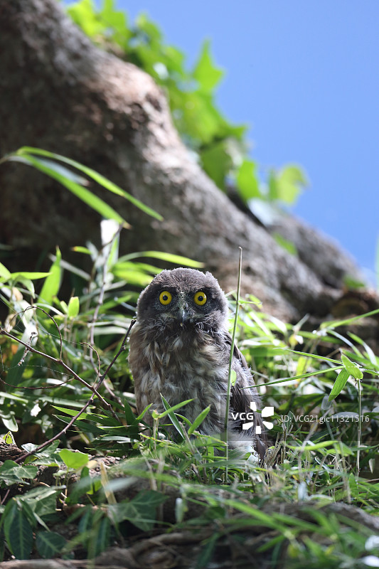 棕色鹰鸮图片素材