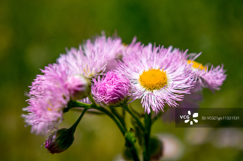 费城小蓬草图片素材