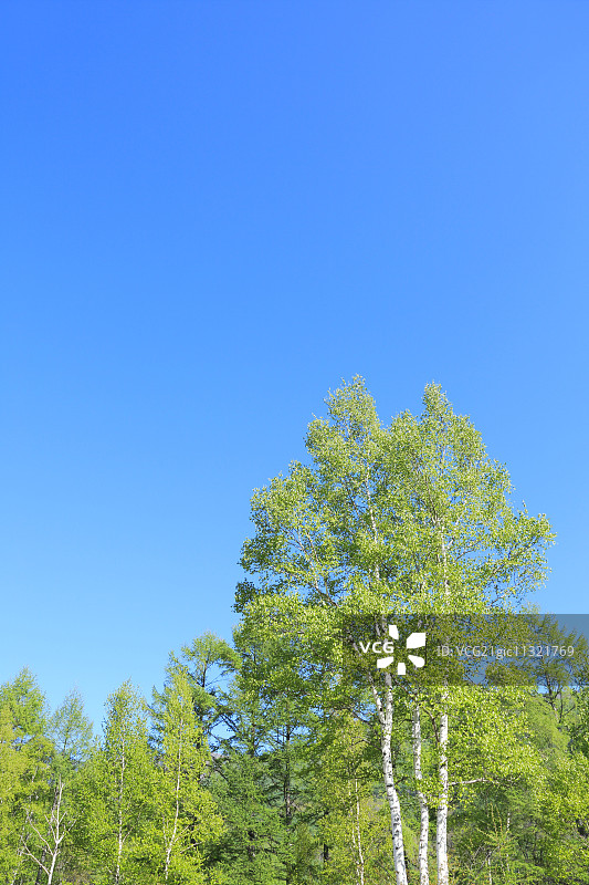 树木和天空图片素材