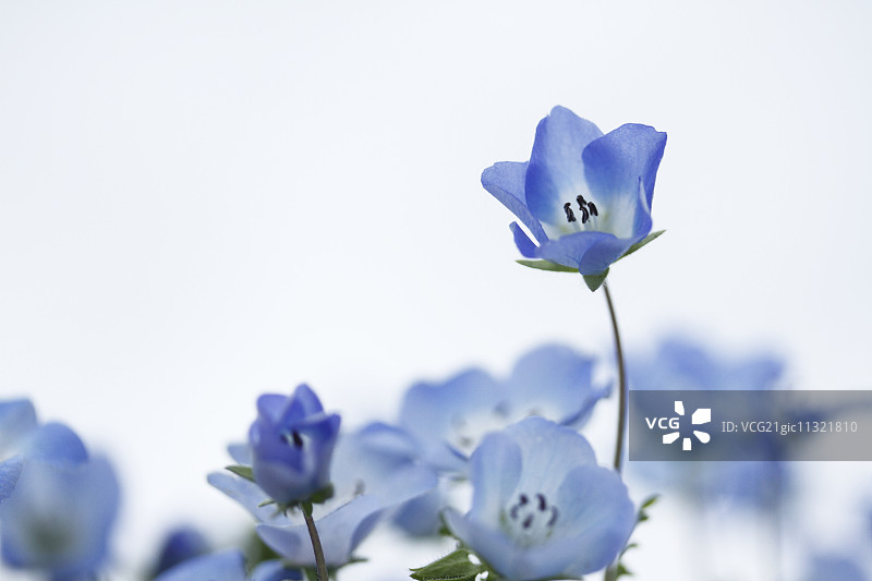 尼莫菲拉图片素材