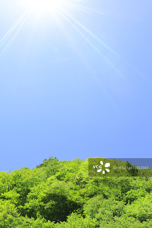 树木和天空图片素材