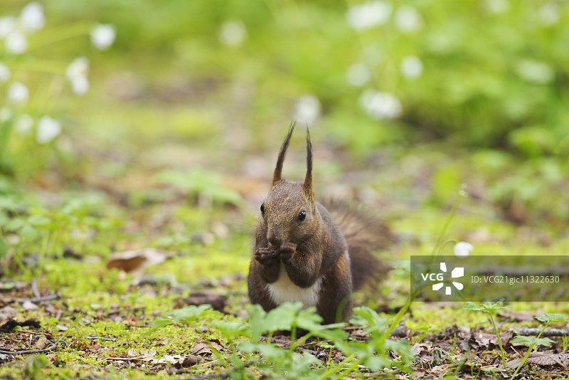 北海道松鼠图片素材