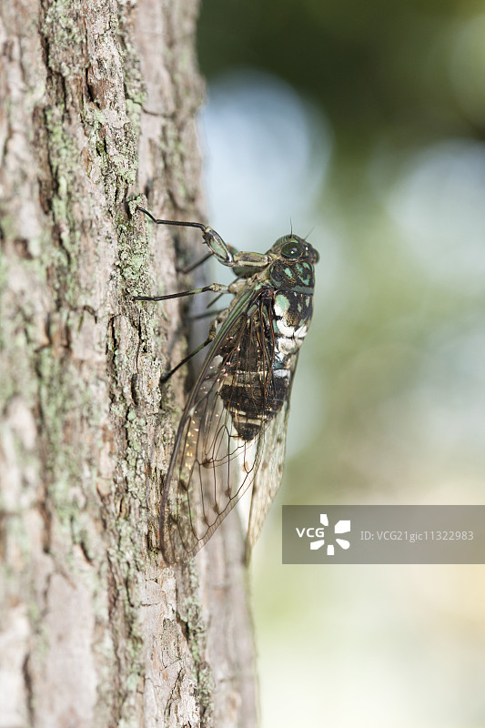 蜜蜂花图片素材