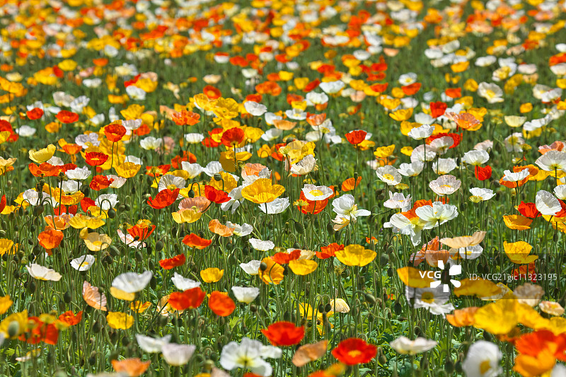 罂粟花田图片素材