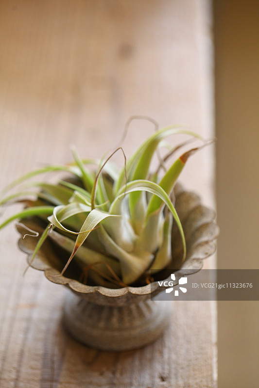 室内植物图片素材