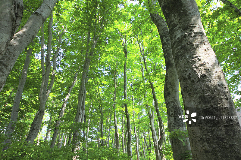 绿色的森林图片素材