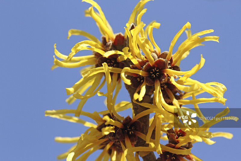 日本金缕梅图片素材