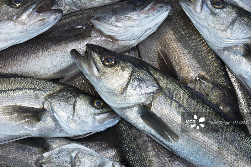 日本鲈鱼图片素材