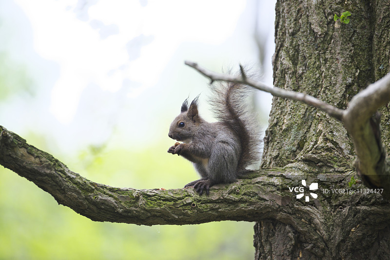 北海道,日本图片素材