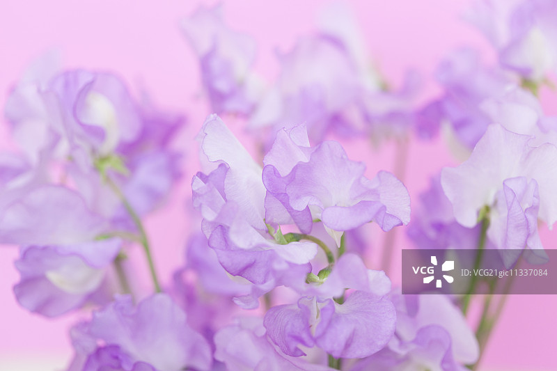 香豌豆花图片素材