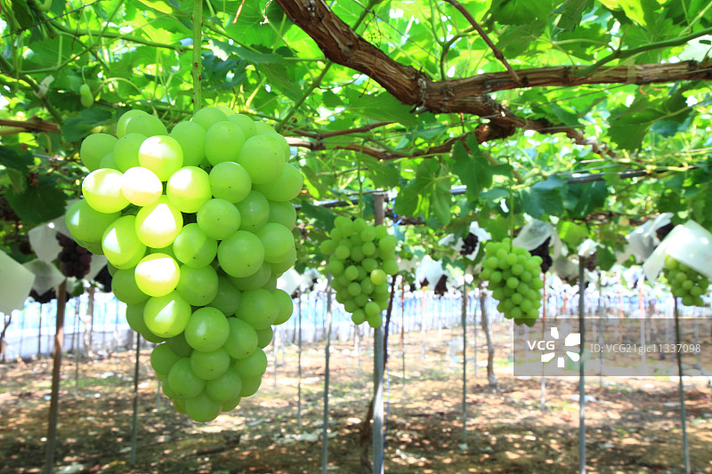 白葡萄图片素材