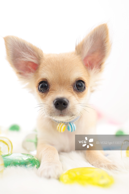 吉娃娃图片素材