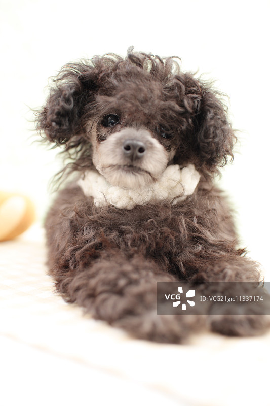 玩具贵宾犬图片素材