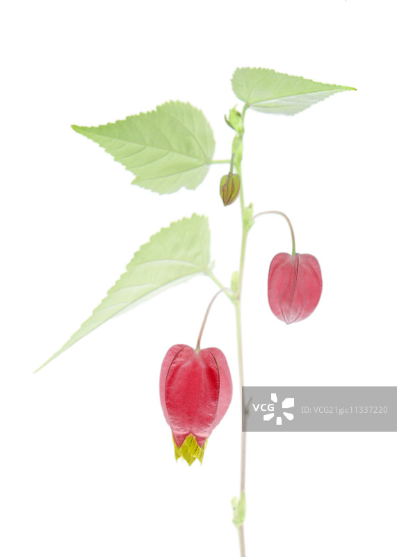 蔓生风铃花图片素材