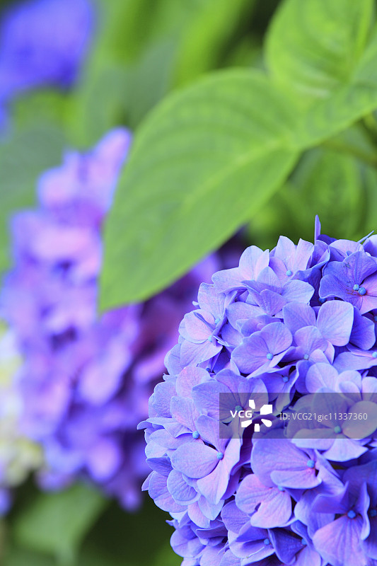 绣球花图片素材