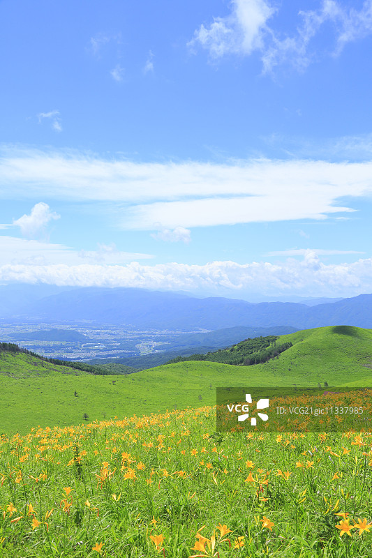 萱草花田图片素材